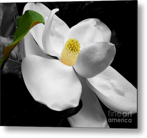 Magnolia Metal Print featuring the photograph Magnolia Blossom by Jai Johnson