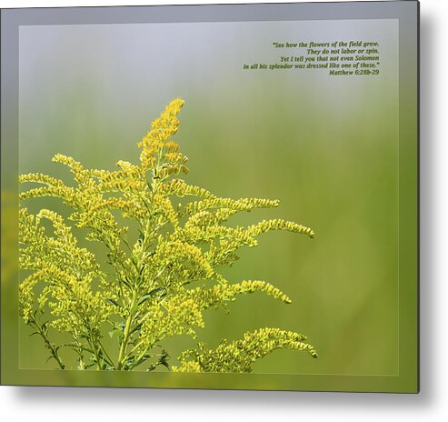 Daily Scripture Metal Print featuring the photograph Matthew 6 28b-29 by Dawn Currie