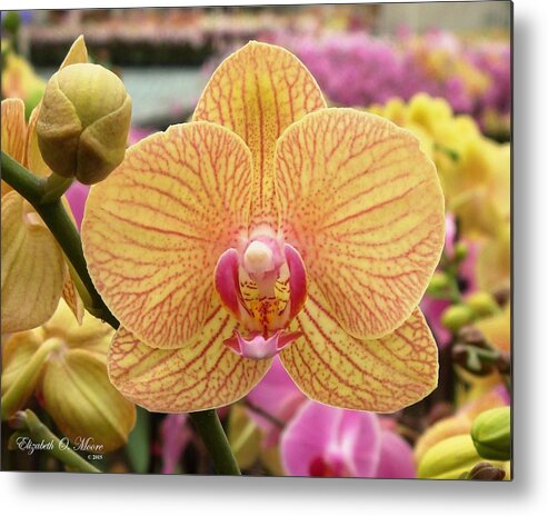 Orchids Metal Print featuring the photograph Palaenpois Yellow with Pink Stripes by Elizabeth Moore