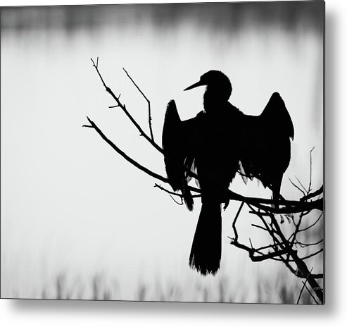 Wildlife Photography Metal Print featuring the photograph Anhinga Silhouette by Dawn Currie