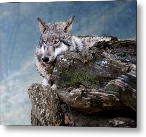 Wolf Metal Print featuring the photograph Peaceful Wolf by Jeannee Gannuch