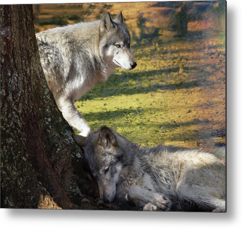 Wolf Metal Print featuring the photograph Rest Easy by Jeannee Gannuch