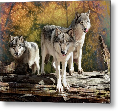 Wolf Metal Print featuring the photograph Sunrise Wolves by Jeannee Gannuch