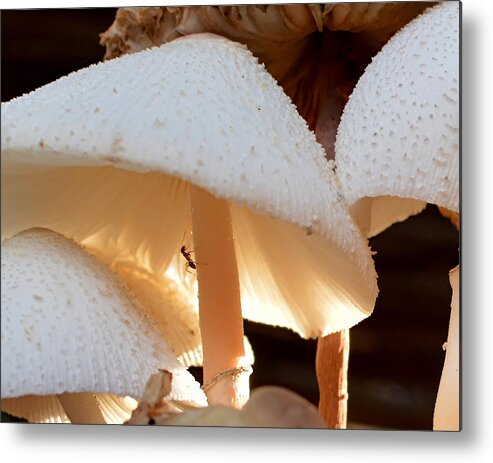 Mushroom Metal Print featuring the photograph Thirsty Ant by Susan Callaway