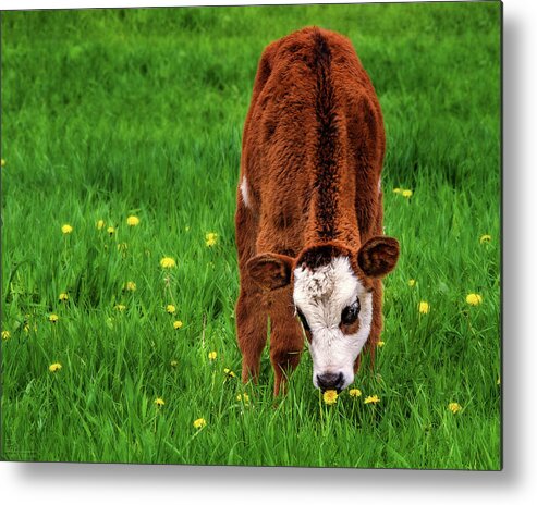 Calf Cow Flower Dandelion Green Grass Cattle Farming Farm Moo Cows Wi Wisconsin Hereford Metal Print featuring the photograph This Smells Delicious #2 - Calf smells dandelion before eating it by Peter Herman