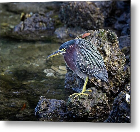 Green Heron Metal Print featuring the photograph Green Heron #2 by Ronald Lutz