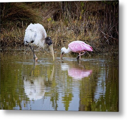 Feeding Metal Print featuring the photograph A Wood Stork and Spoonbill feeding together. by Ronald Lutz
