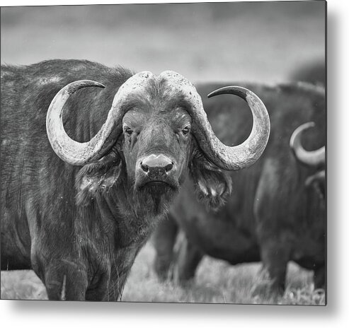 Africa Metal Print featuring the photograph African buffalo stare - monochrome by Murray Rudd
