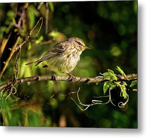 Warbler Metal Print featuring the photograph Palm Warbler, known for constantly bobbing its tail by Ronald Lutz