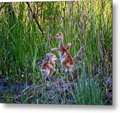 Animal Metal Print featuring the photograph Dancing Sandhill Crane Colts by Ronald Lutz