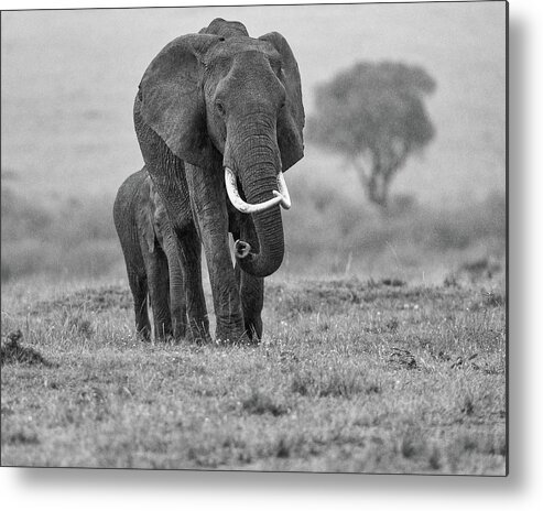Africa Metal Print featuring the photograph Elephants in the rain - monochrome by Murray Rudd