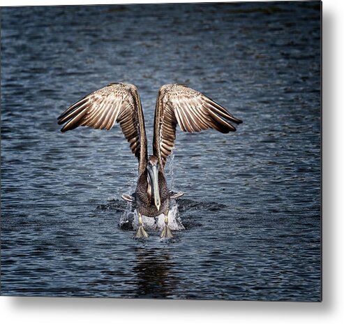 Bird Metal Print featuring the photograph Florida Brown Pelican walking on water by Ronald Lutz