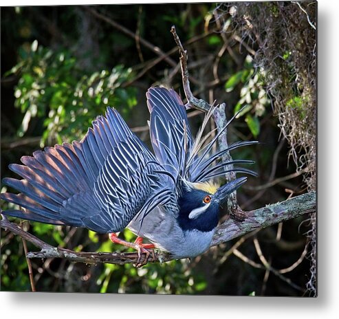 Avian Metal Print featuring the photograph Mating Yellow Crowned Night Heron by Ronald Lutz