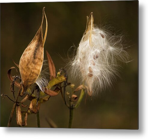 Milkweed Metal Print featuring the photograph Milkweed Pods by Cheryl Day