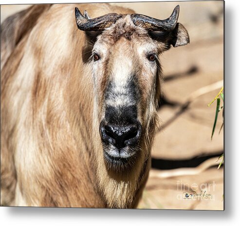 Cattle Chamois Metal Print featuring the photograph Nice to Meet Gnu by David Levin