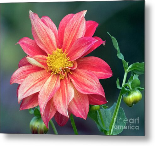Kmaphoto Metal Print featuring the photograph Open Dahlia by Kristine Anderson