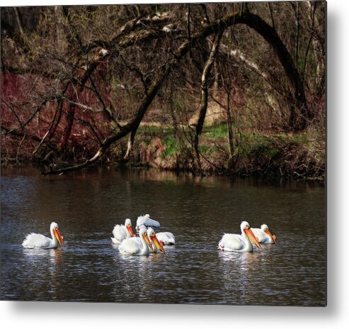 Pelicans Metal Print featuring the photograph Pelicans at Viking Park #2 of 7 - Stoughton Wisconsin by Peter Herman