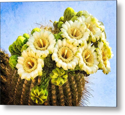 Saguaro Cactus Metal Print featuring the photograph Saguaro Cactus Blooms by Sandra Selle Rodriguez