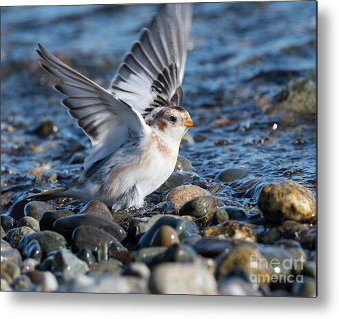 Bird Metal Print featuring the photograph Snow Bunting by Kristine Anderson