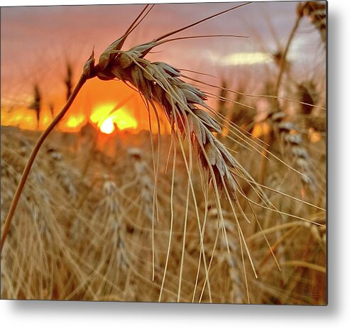 Wheat Metal Print featuring the photograph Wheatset - ND Hard Red Spring Wheat backlit by setting sun by Peter Herman
