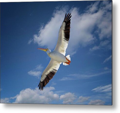 American White Pelican Metal Print featuring the photograph White Pelican Soaring by Ronald Lutz