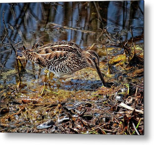 Wildlife Metal Print featuring the photograph Wilson's Snipe in Savannah National Wildlife Refuge by Ronald Lutz