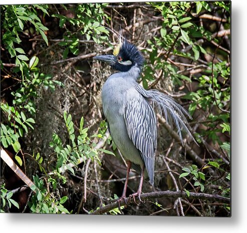  Metal Print featuring the photograph Yellow-crowned Night Heron during mating season by Ronald Lutz