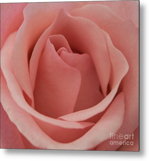 Flowers. Flower. Floral. Garden Metal Print featuring the photograph Peach Rose by Arlene Carmel