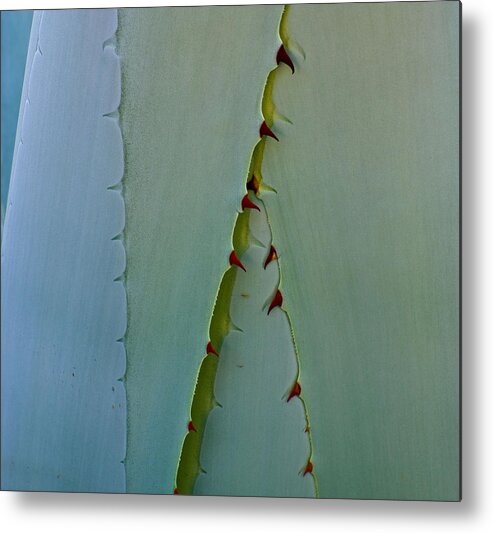 Cactus Metal Print featuring the photograph Encinitas Century by Windy Osborn