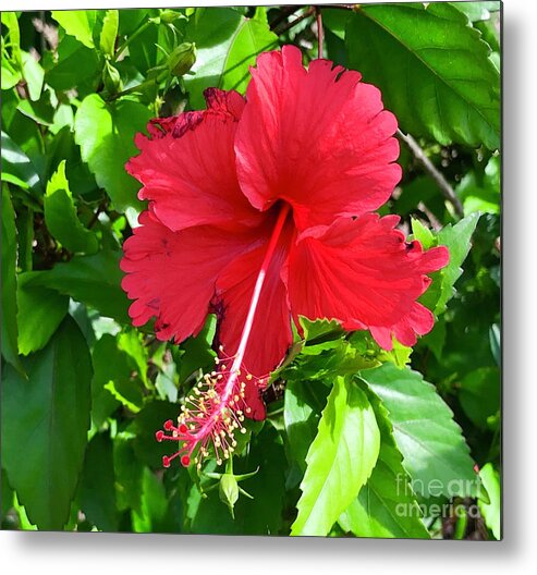 Hibiscus Metal Print featuring the photograph Hibiscus by Suzanne Lorenz