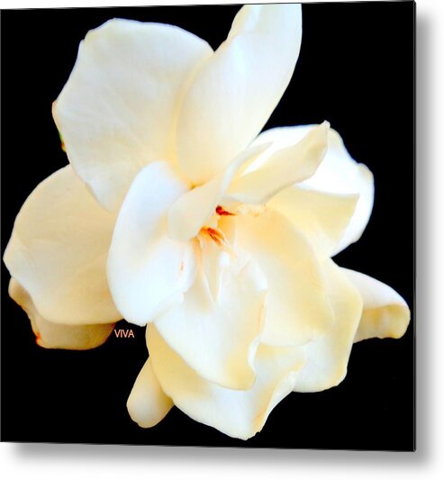 Gardenia Metal Print featuring the photograph Intimacy - Valentine Art by VIVA Anderson