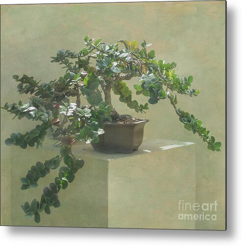 Bonsai Metal Print featuring the photograph Bonsai Tree by Arlene Carmel