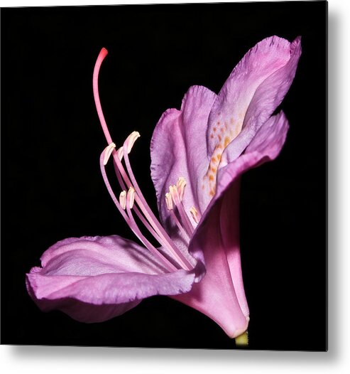 Rhododendron Maximum Metal Print featuring the photograph Rhododendron maximum by Tammy Schneider