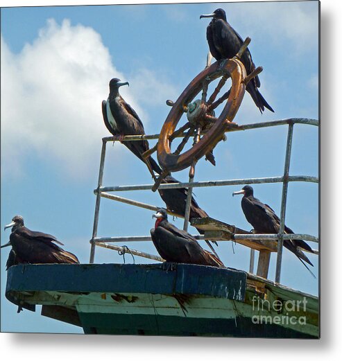 Birds Metal Print featuring the photograph The Frigate Crew by Julia Springer