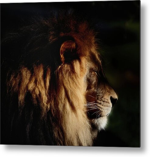 Male Lion Profile Metal Print featuring the photograph Cat Nap for a King by Debra Sabeck