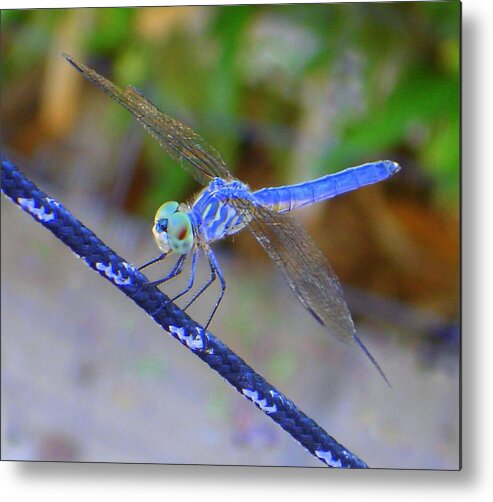Blue Dragonfly Metal Print featuring the photograph I See You by Lessandra Grimley