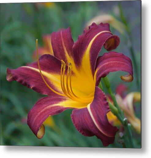 Lily Metal Print featuring the photograph Maroon And Gold by Arlene Carmel