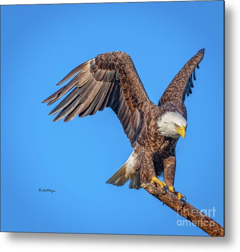 Eagles Metal Print featuring the photograph American Bald Eagle Incoming by DB Hayes