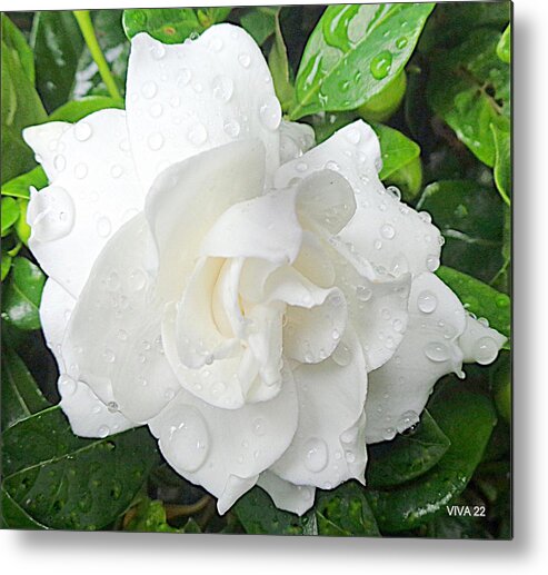Gardenia Metal Print featuring the photograph Gardenia - After The Rain by VIVA Anderson