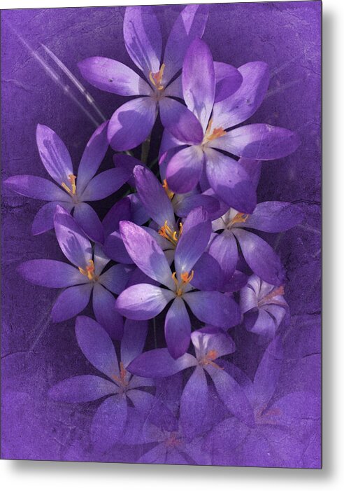 Vintage Metal Print featuring the photograph Crocus Study No. 3 #1 by Richard Cummings