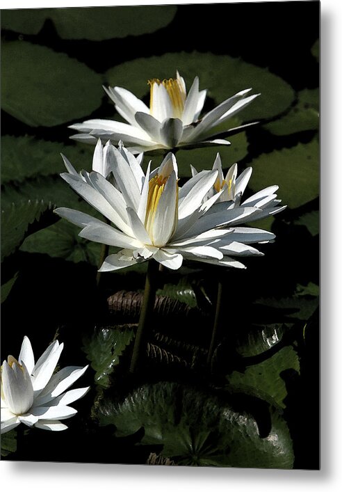 Lily Pads Metal Print featuring the photograph Lillies by John Freidenberg