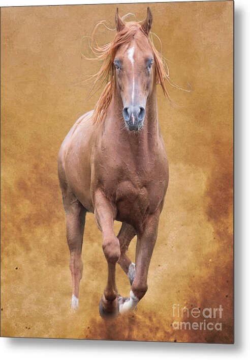 Arabian Metal Print featuring the mixed media Monty by Jim Hatch