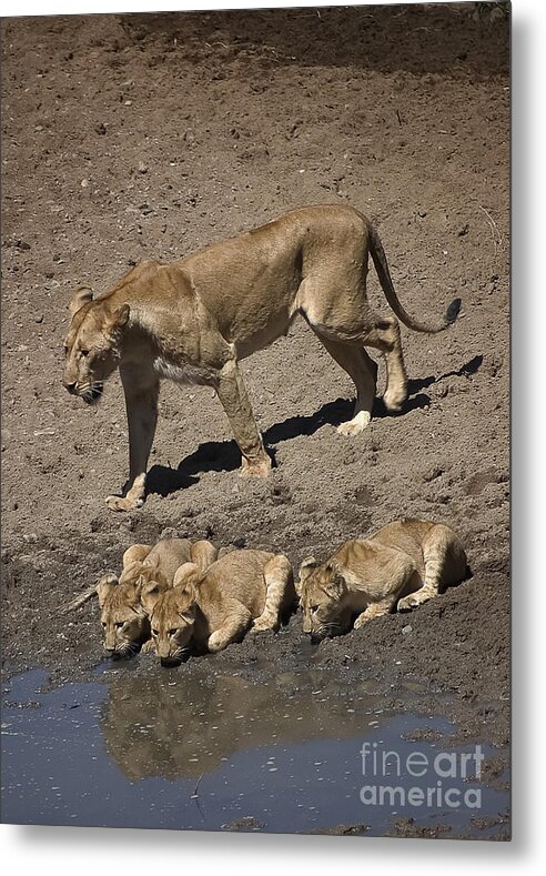 Africa Metal Print featuring the photograph Lion Cubs and Mom Get a Drink by Darcy Michaelchuk