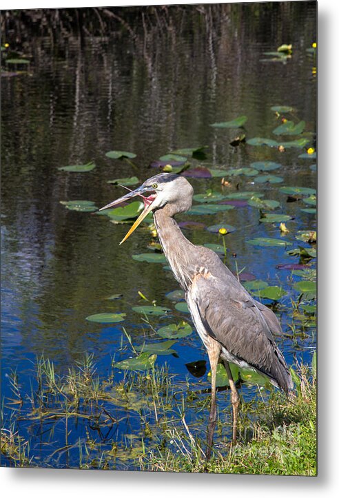 Everglades Metal Print featuring the photograph Yawning Heron by Agnes Caruso