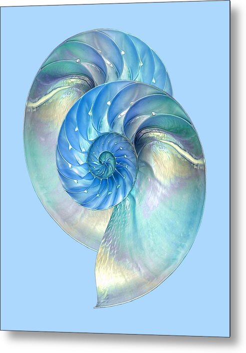 Blue Nautilus Pair by Gill Billington