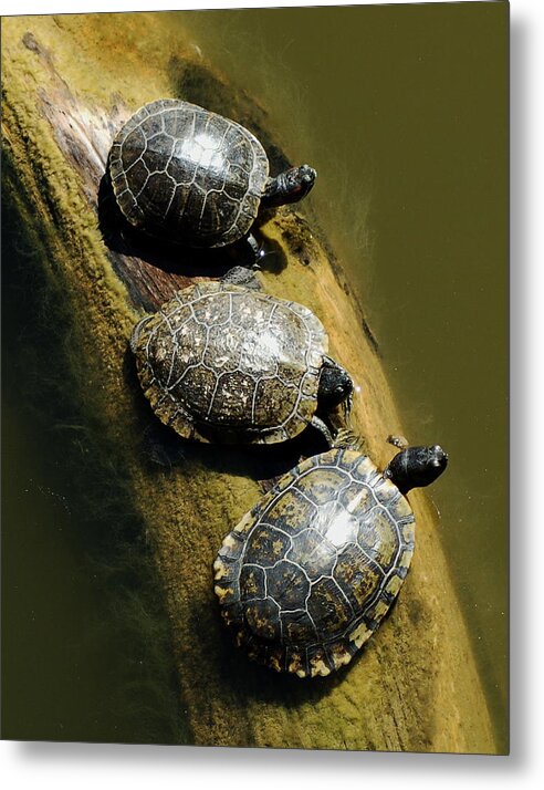 Turtles Metal Print featuring the photograph Three Turtles on a Log by Susan Heller