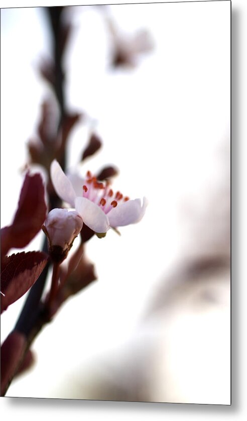 Flower Metal Print featuring the photograph Blossoms #2 by Jessica Wakefield