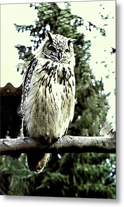 Wildlife Metal Print featuring the photograph Eagle Owl by Gerlinde Keating