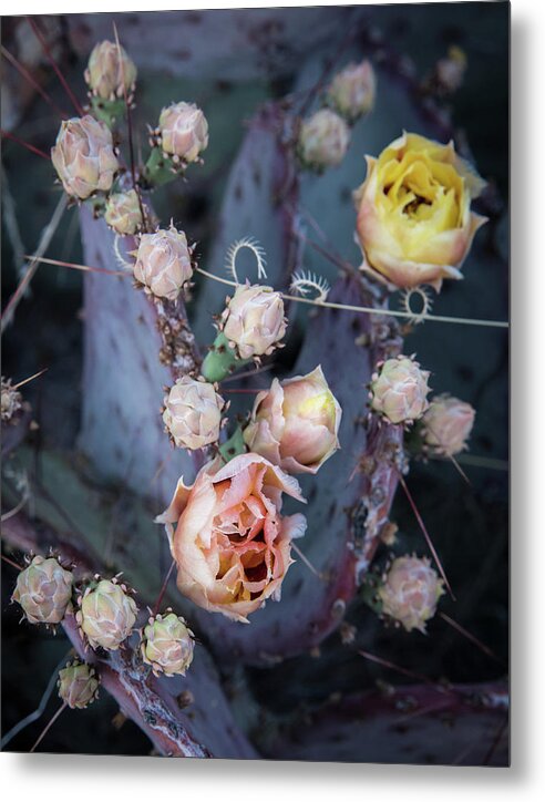 Purple Prickly Pear Metal Print featuring the photograph Purple Prickly Pear by Al White