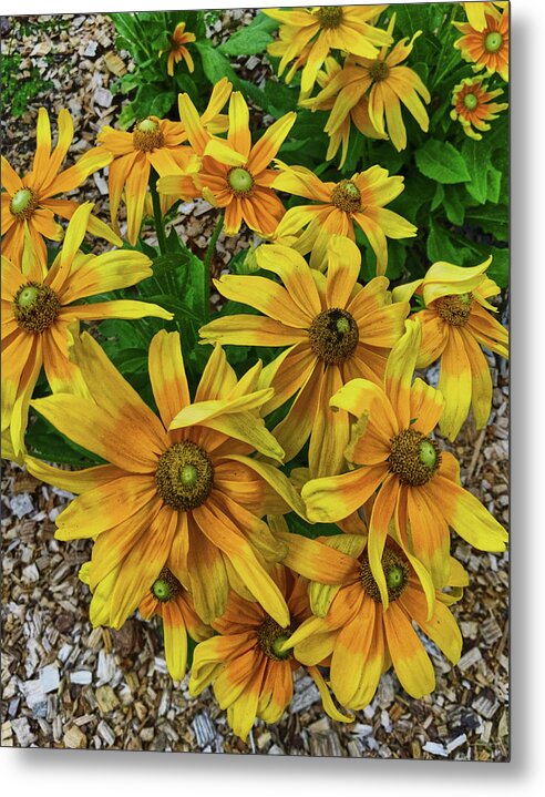 Flower Metal Print featuring the photograph Yellow in Bloom by Portia Olaughlin